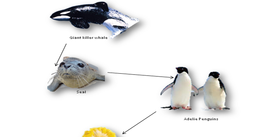 Adelie Penguins AU: Apply - Food Chain