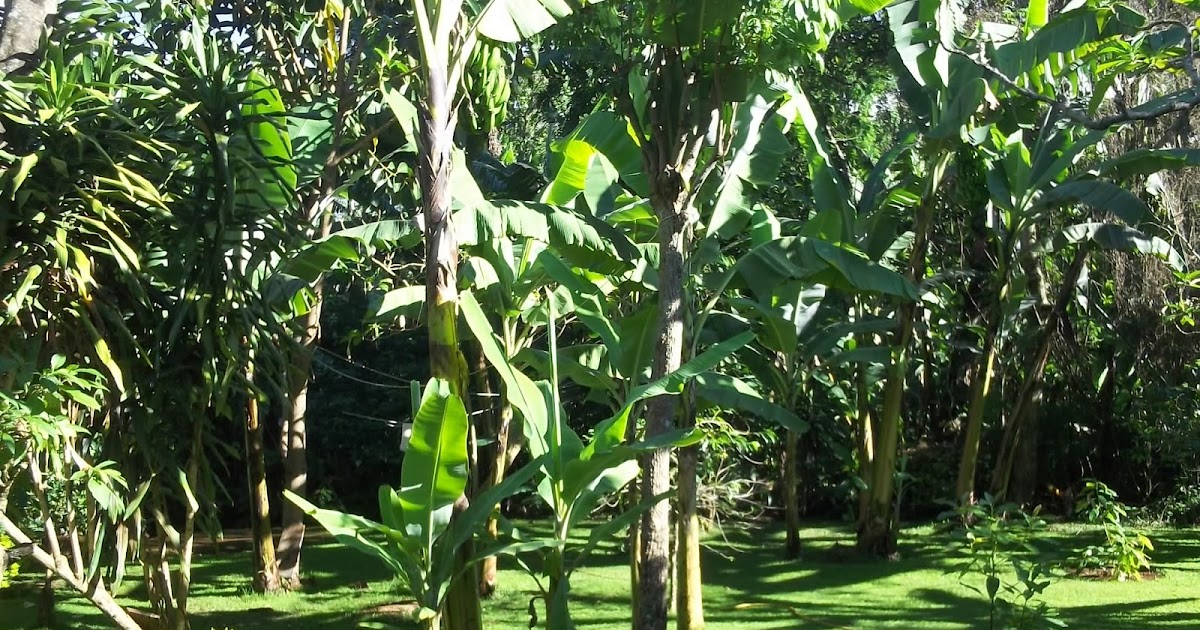 The CLC in East Africa Into the Banana Jungle