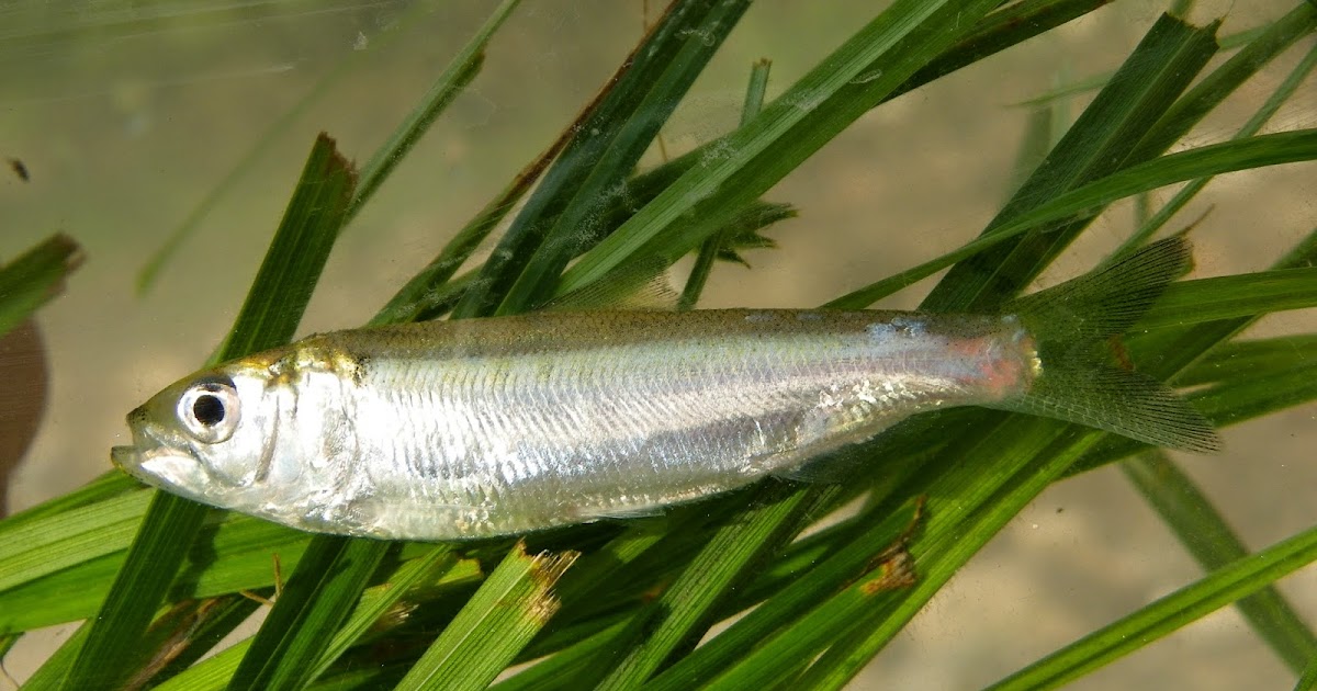 Athens Nature Journal Wanted Alosa fallax Twaite Shad records from Greece!