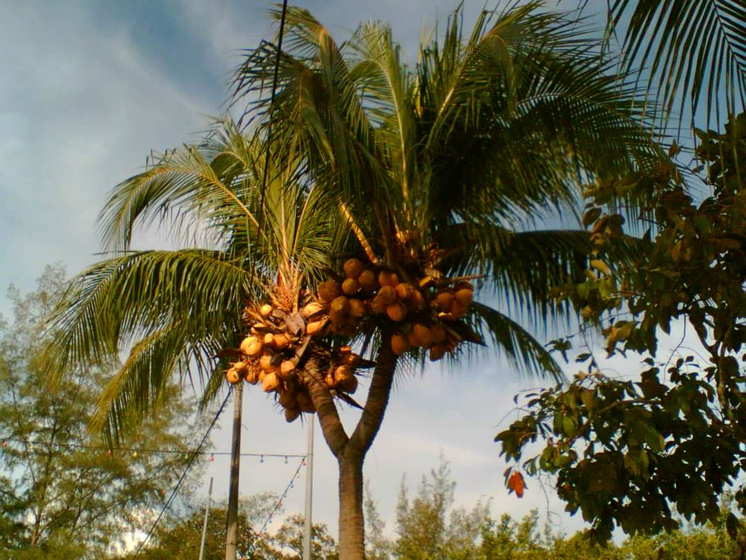 pokok nyok cabang dua...