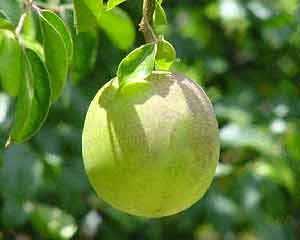 Benefícios do umbu ou imbu Propriedades do fruto umbu ou imbu