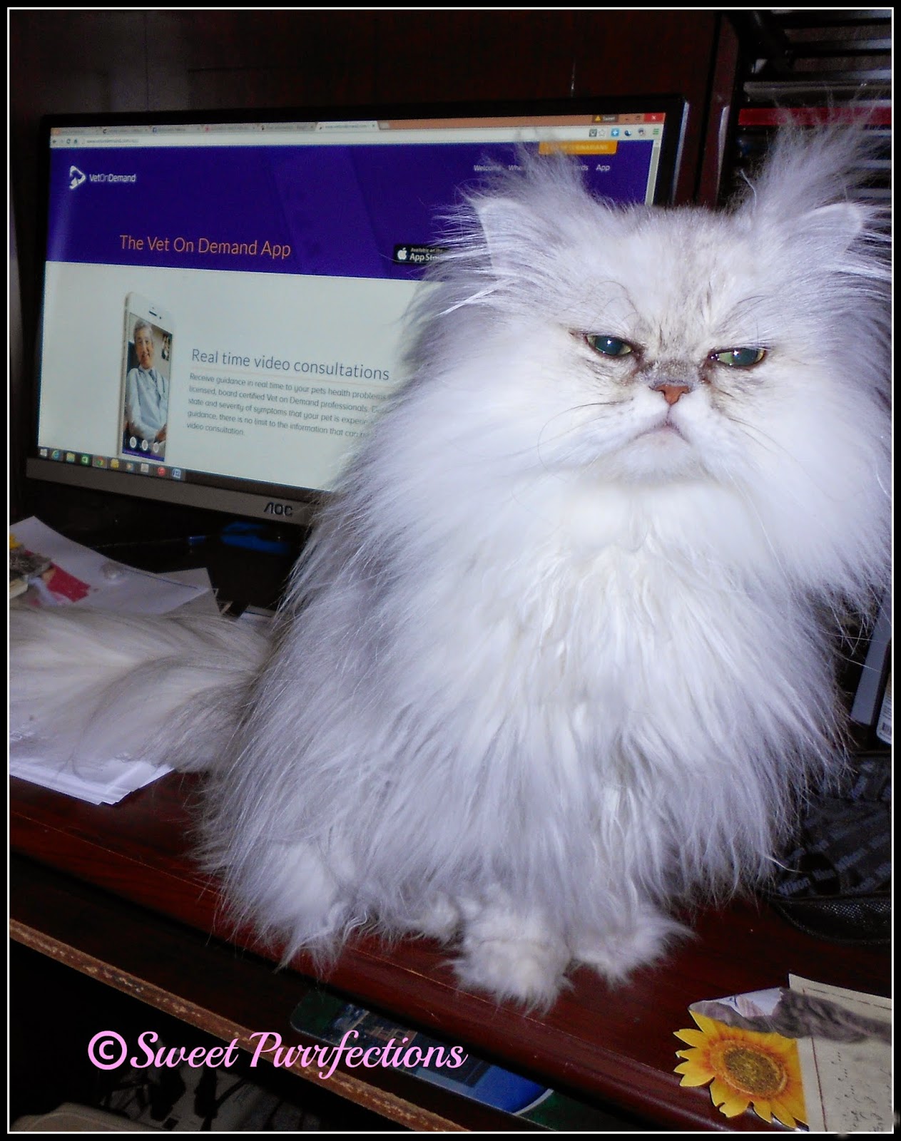 Using Boric Acid On Cats Eyes Using Boric Acid On Cats Eyes