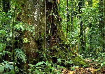 Amazon deep forest