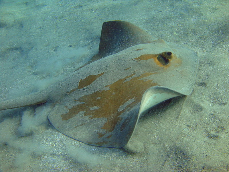 The Jungle Store The Venomous Stingray