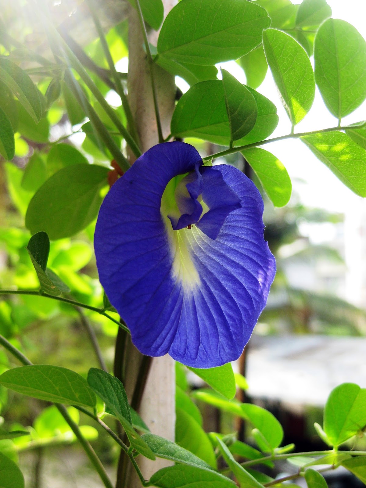 POINTS TO PONDER B for "Butterfly Pea Flower"