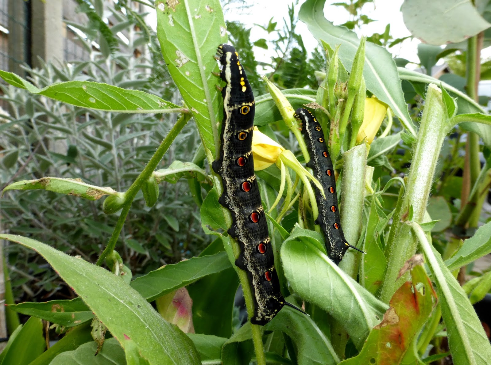 Theretra oldenlandiae Theretra oldenlandiae caterpillar
