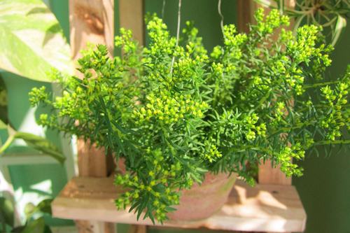 Vườn hoa nở rực ở ban công nhờ nước vo gạo Vườn hoa nở rực ở ban công nhờ nước vo gạo