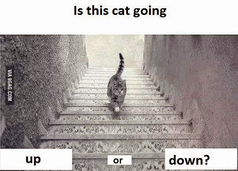 Качвали се, или слиза котката по стълбите?