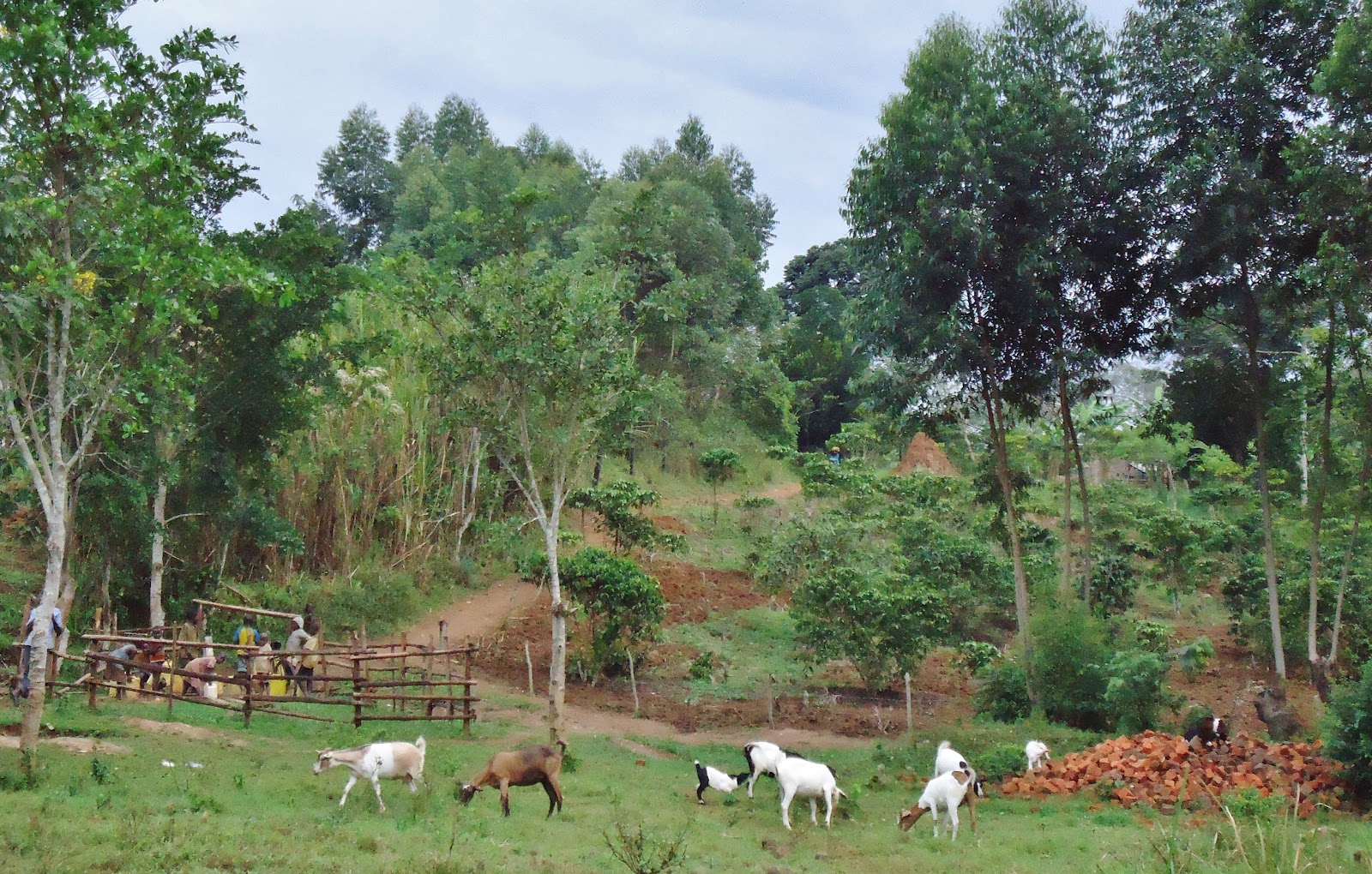 Connecting the Continents Uganda The Farm Projects
