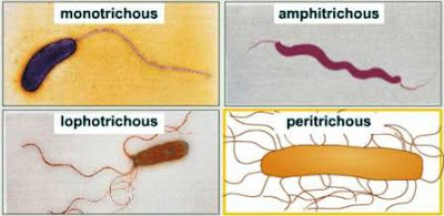 Arrangement of Flagella