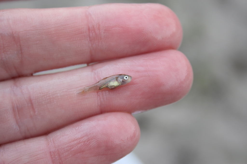 tiniestfish.jpg