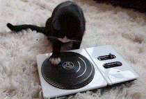 Music cat! :3