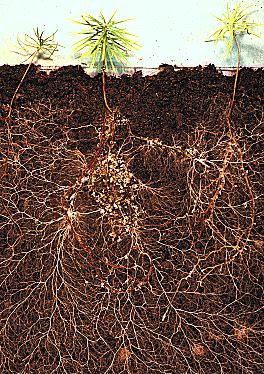 http://2.bp.blogspot.com/-HpV28gv2Amo/UXQg8kvLMJI/AAAAAAAARFU/Upp2p7vvsb4/s400/Larch_Roots.jpg