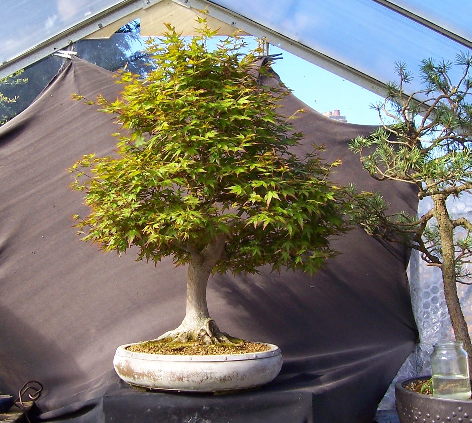 MiKo Bonsai Japanese Mountain Maple Progression photos