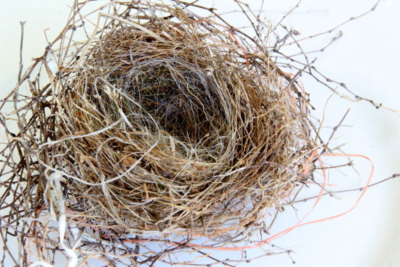 Savvy Southern Style Fallen Nest