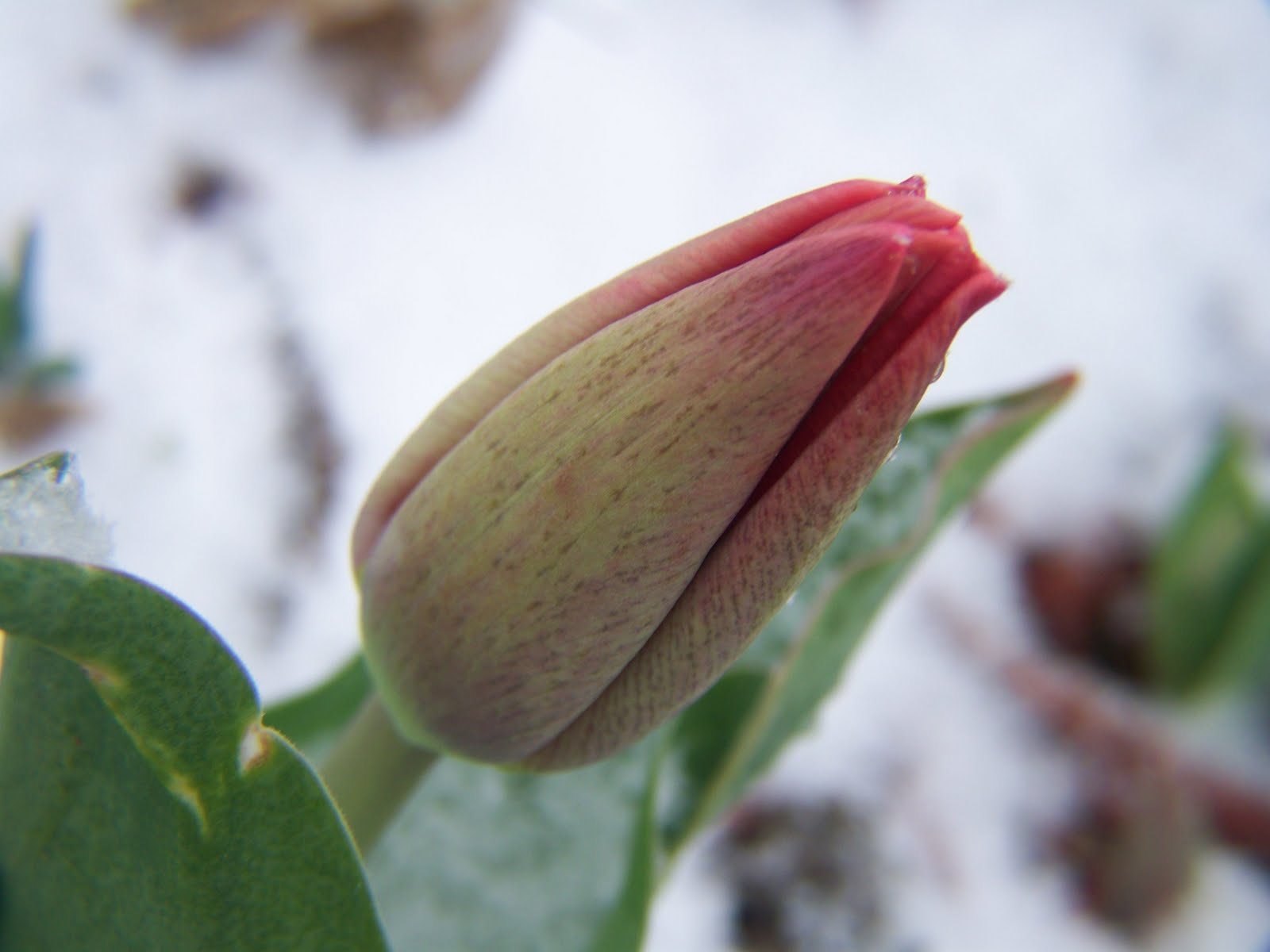 Gardening and Flowers Red Tulip Flower in the Snow