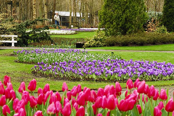 Keukenhof foto