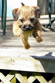 Border Terrier Puppy Picture