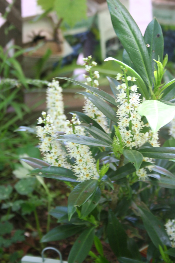 Our Garden Journal The Comeback Kids Dwarf Cherry Laurel