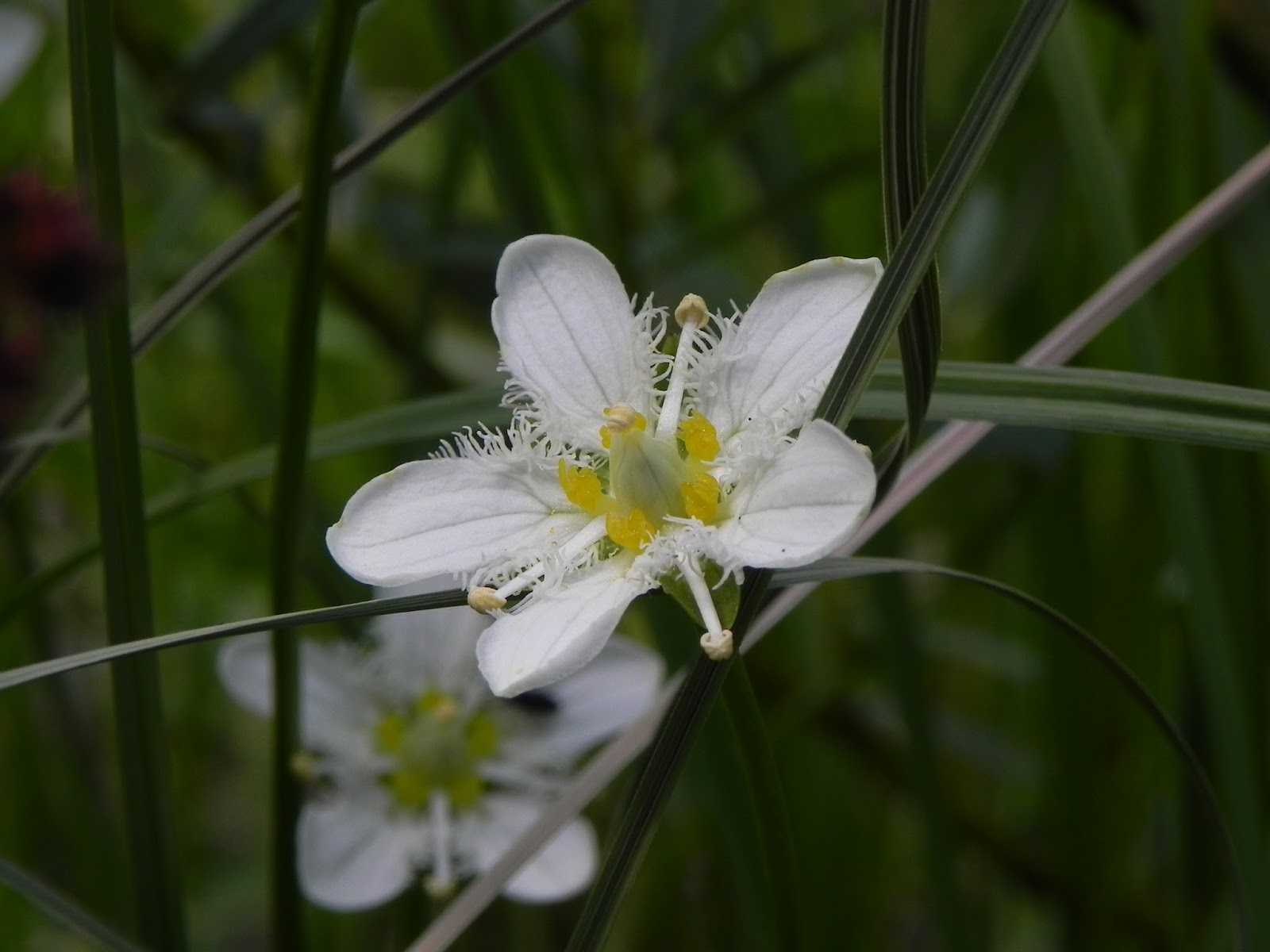 Wildflower Wanderings Flower Finds from YellowstoneDay One