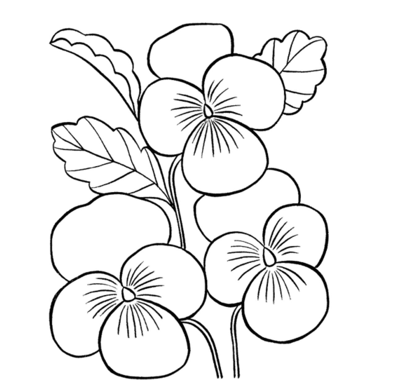 Beautiful Flower Coloring Drawing Free wallpaper