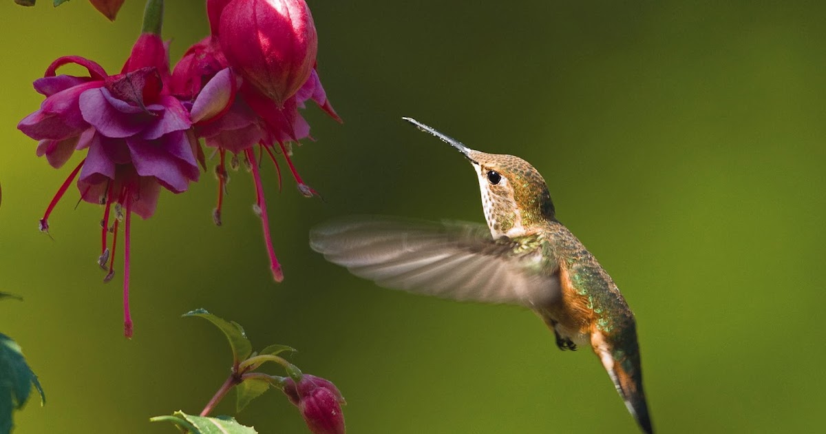wild birds unlimited when to put up hummingbird feeders wild birds unlimited when to put up hummingbird feeders