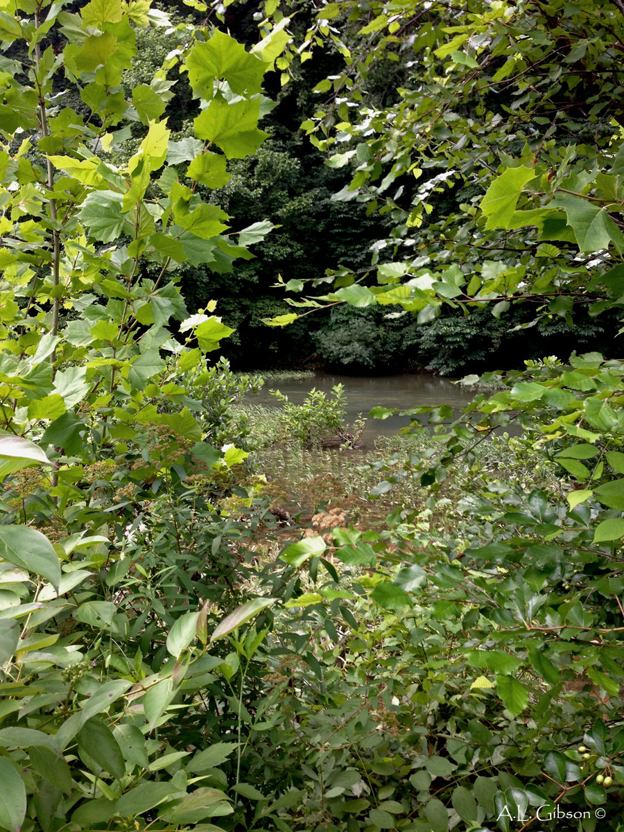 Living The Life In Saint Aignan Spiraea Japonica