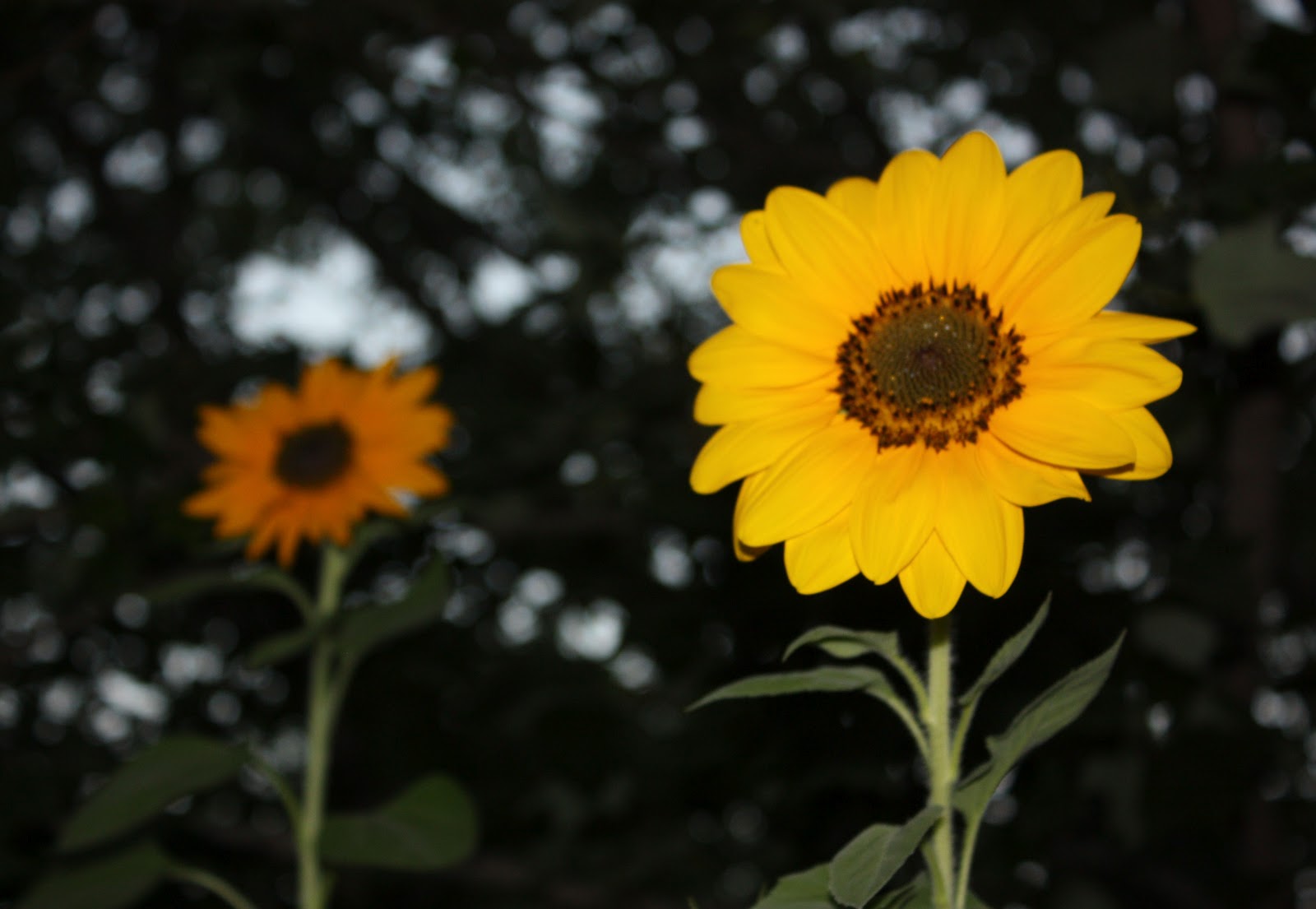 Boise Daily Photo Garden Shot August 2012
