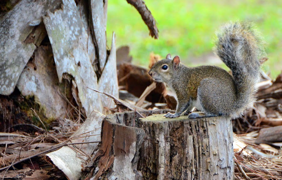 Florida Photos and Reviews Squirrels in Seminole Park