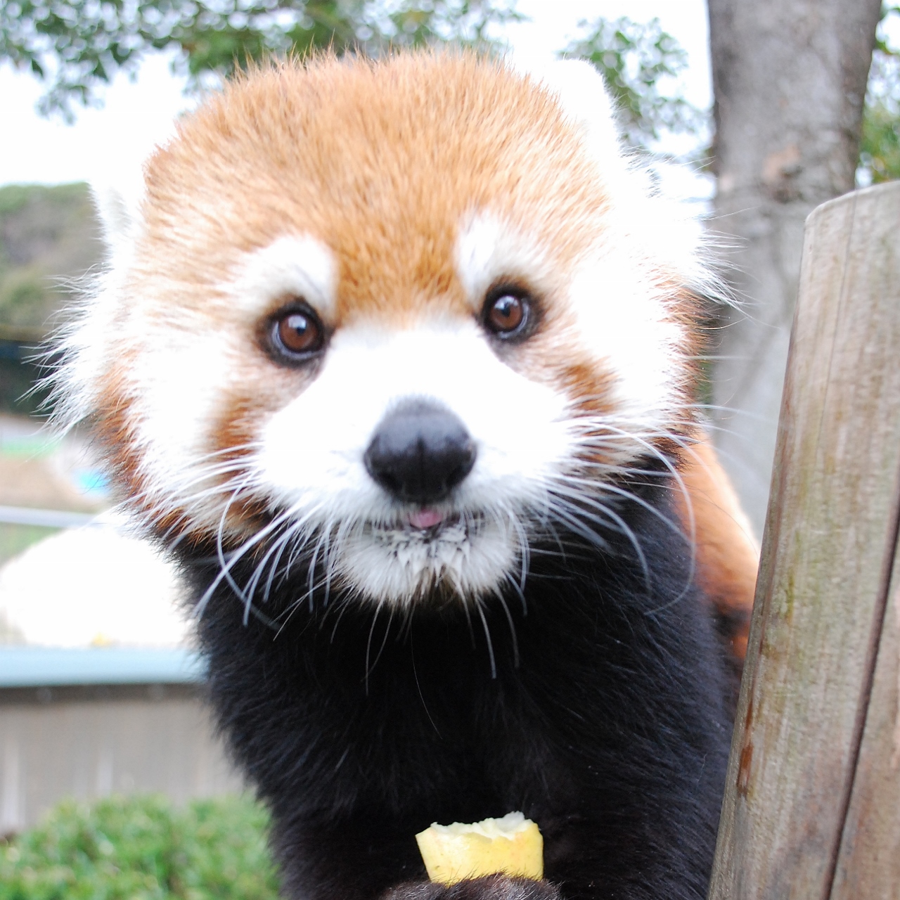 福岡市動物園ブログ レッサーパンダ検定と動物愛護週間
