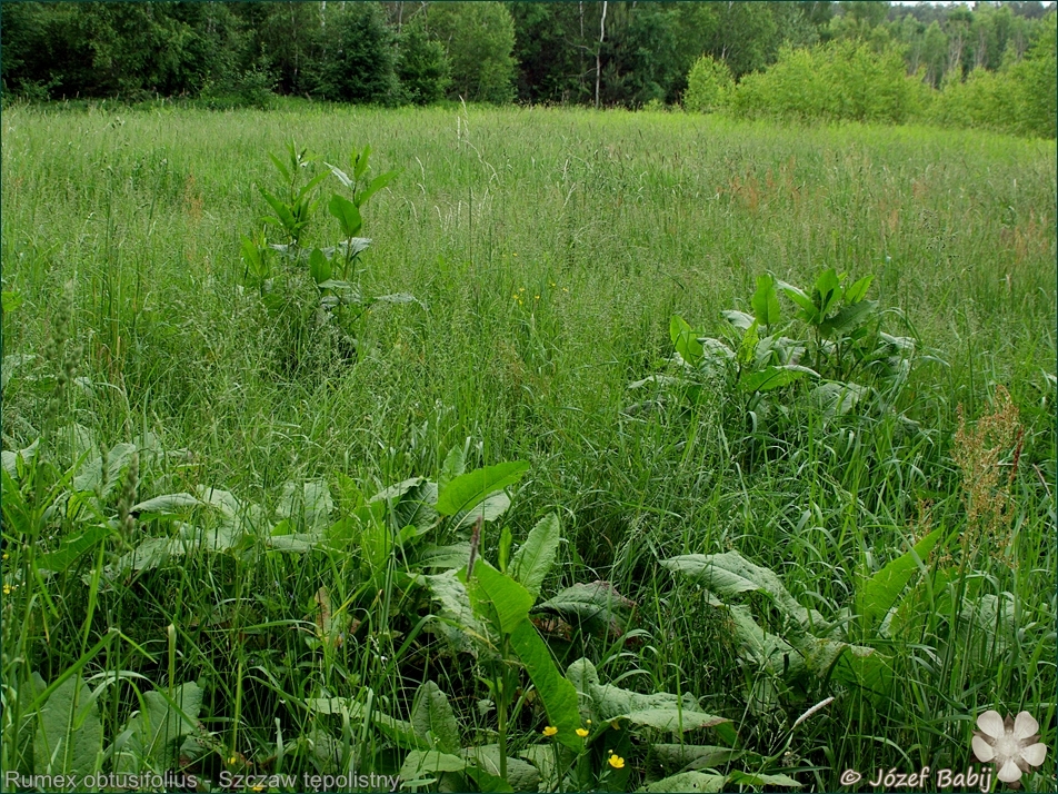 Rumex obtusifolius - Szczaw tępolistny