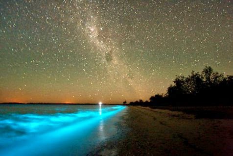 Fenomena bioluminesensi