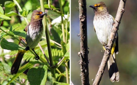 Info Burung Mengenal Burung Rengganis Atau Cucak Wilis