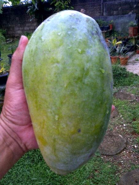 flora buah nusantara flora buah nusantara flora buah nusantara flora buah nusantara
