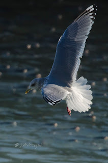 Gaviota de thayer, Gaviota esquimal, Larus thayeri, Thayer's gull 