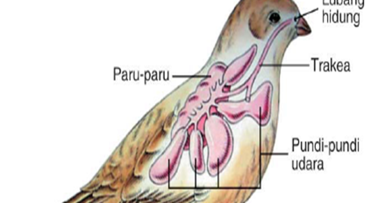 Bank Soal Sekolah Dasar Apa Fungsi Pundi Pundi Udara Pada Burung