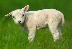 the little lamb