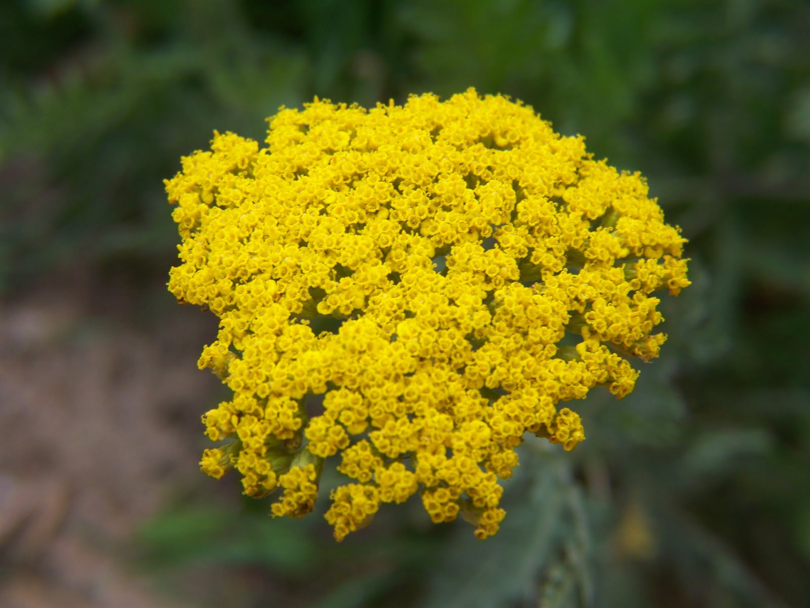 Gardening and Flowers Yellow Yarrow Flower