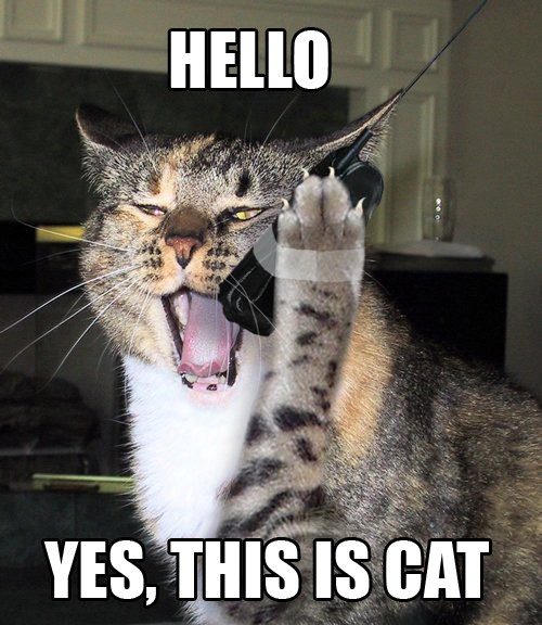 Funny Hello Cat Funny Hello Cat