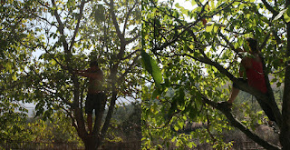 Climbing trees is fun Climbing trees is fun