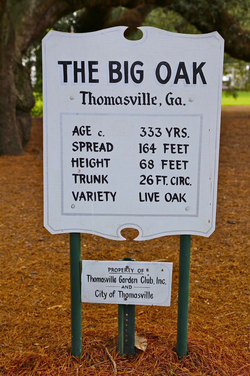 Sweet Southern Days The "Big Oak" in Thomasville,