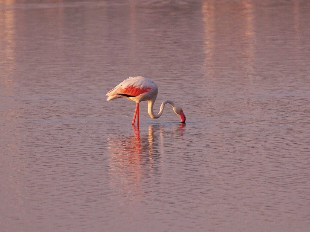 Salinas San Pedro del Pinatar