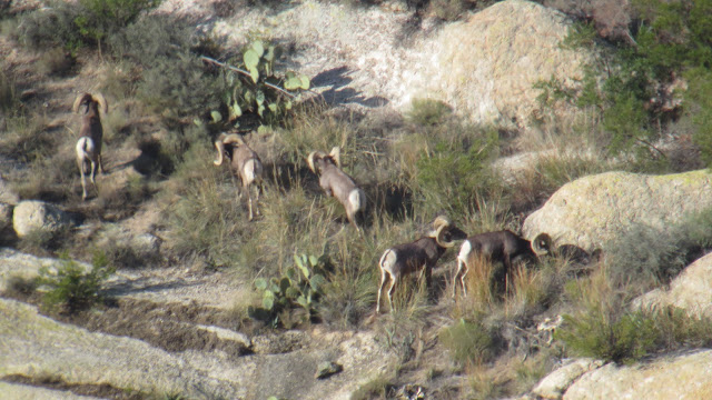 Desert+Bighorn+Sheep+Hunting+Pictures+with+Jay+Scott+Outdoors+4.JPG