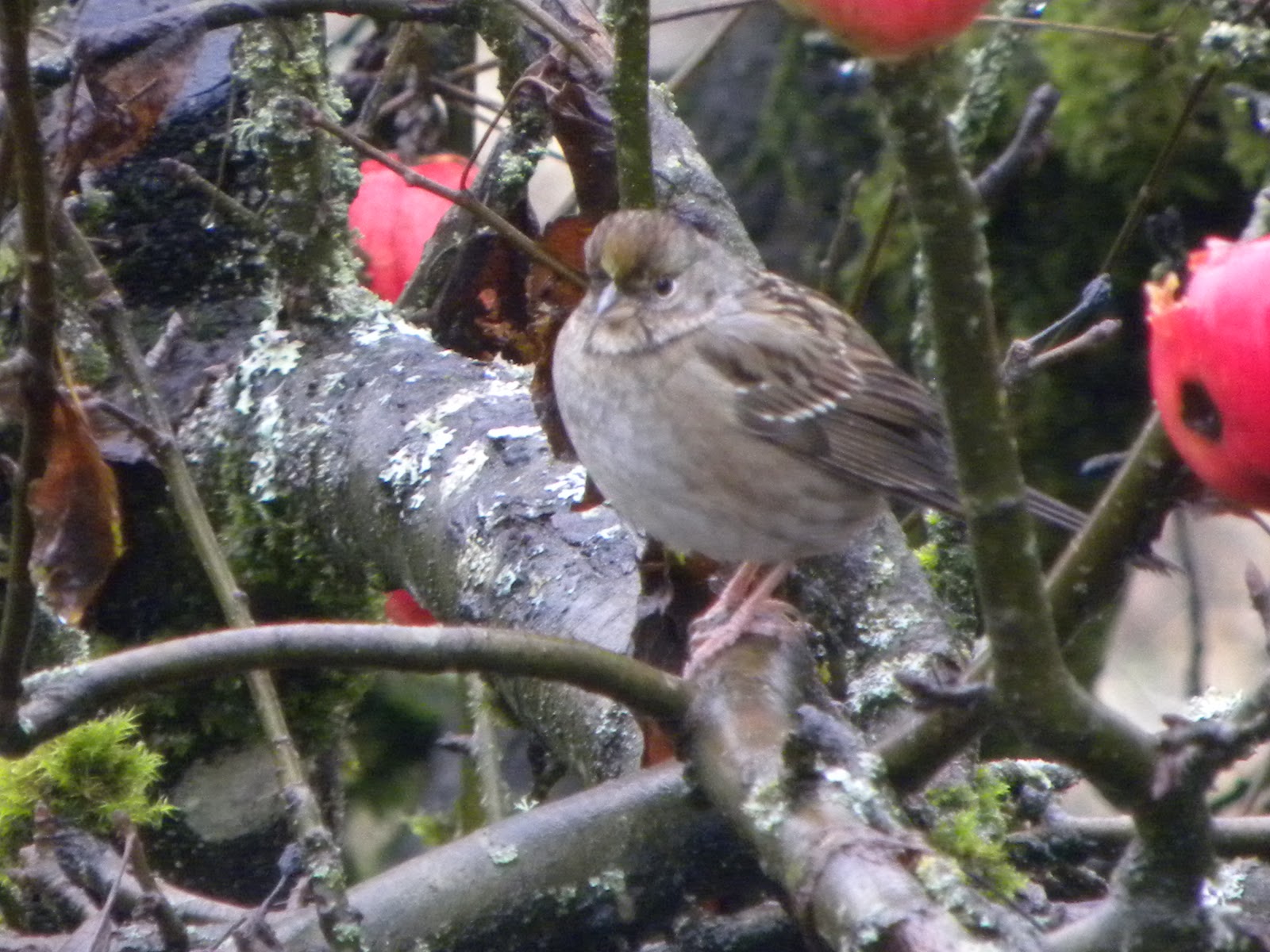 Do Birds Eat Apple Trees at Jeffrey Rich blog