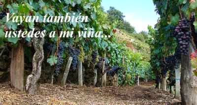 Resultado de imagen para imagenes de mateo 19, 30-20,16