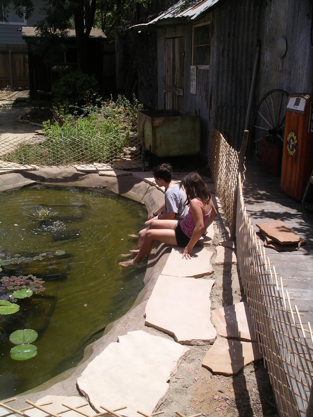 A California Native Plant Garden in San Diego County A Garden Pond