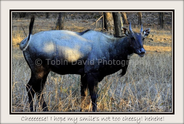 Bluebull (Nilgai), Ranthambore, Rajasthan, India