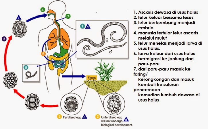 87+ Gambar Siklus Cacing Tambang Paling Keren 87+ Gambar Siklus Cacing Tambang Paling Keren