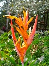 HELICONIA PSITTACORUM RUBRA