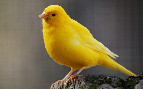 yellow canary